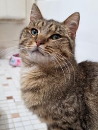 Toluene-ADOPTED - Photo 1
