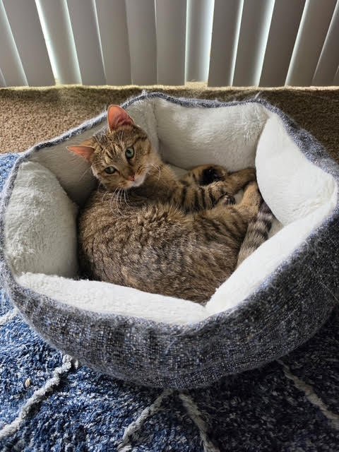 TOLUENE-ADOPTED - Domestic Short Hair / Tabby available for adoption