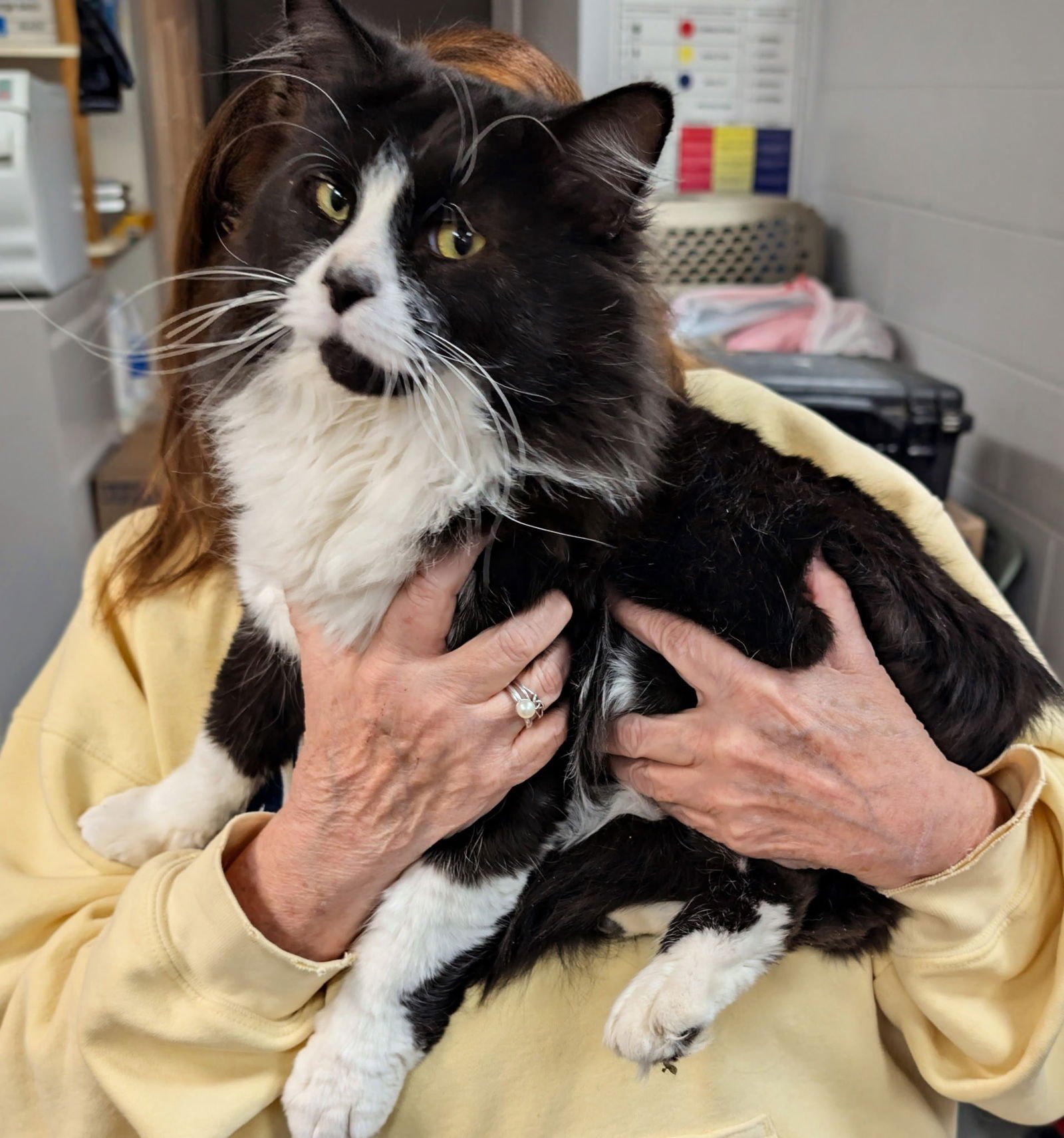 C311 LITTER MR. MEOW - Domestic Long Hair available for adoption