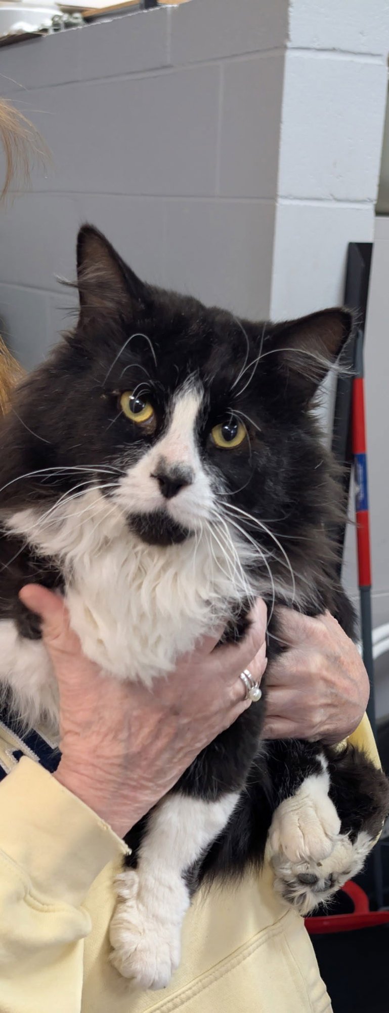 C311 LITTER MR. MEOW - Domestic Long Hair available for adoption