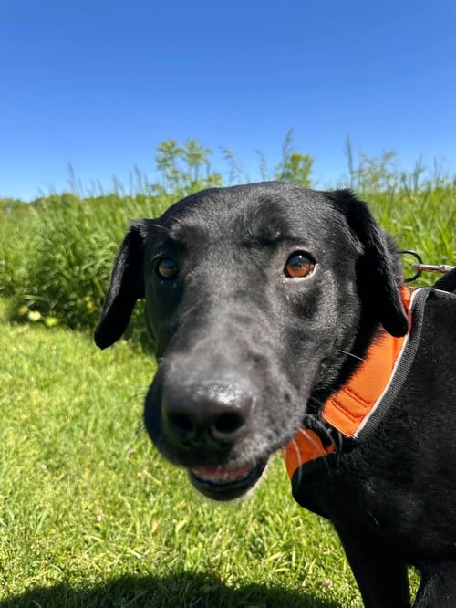 RUFF- ADOPTION PENDING
