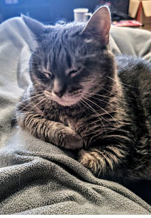 MEREDITH GREY (MAR-BEAR) - Domestic Short Hair available for adoption