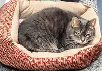 Meredith Grey (Mar-Bear) - Photo 10