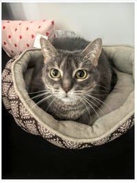 Meredith Grey (Mar-Bear) - Photo 3