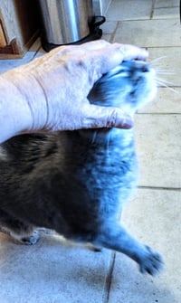 Meredith Grey (Mar-Bear) - Photo 11