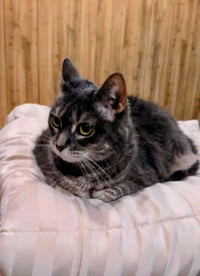Meredith Grey (Mar-Bear) - Photo 4