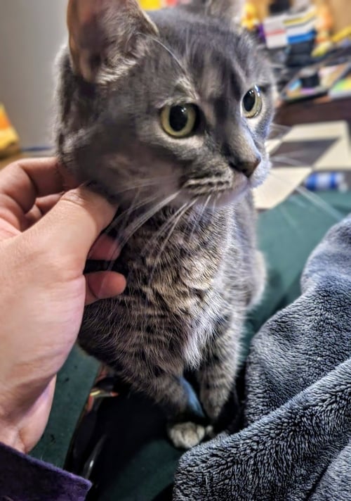 MEREDITH GREY (MAR-BEAR) - Domestic Short Hair available for adoption