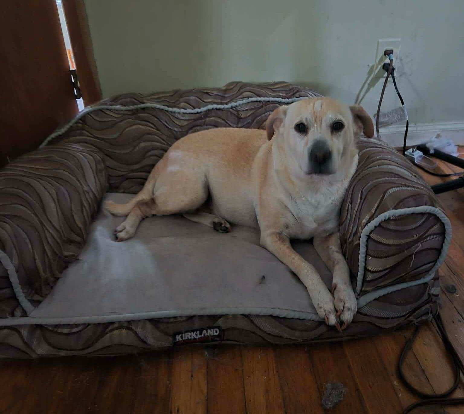 MEGAN - Retriever / Pug available for adoption