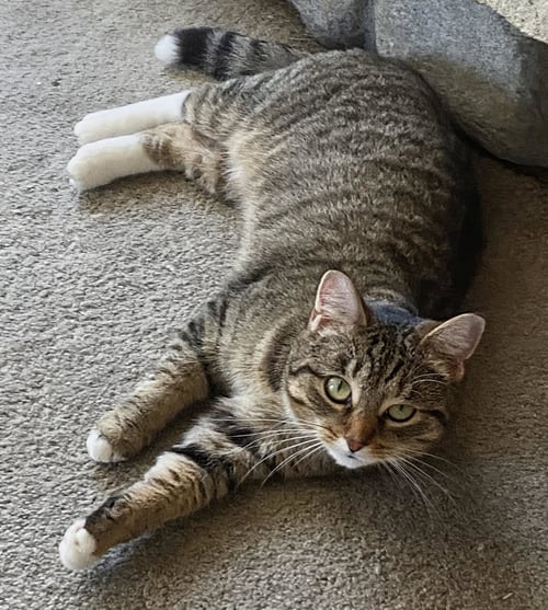 C306 LITTER NORA, MOM - Tabby available for adoption