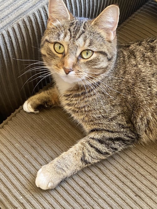 C306 LITTER NORA, MOM - Tabby available for adoption