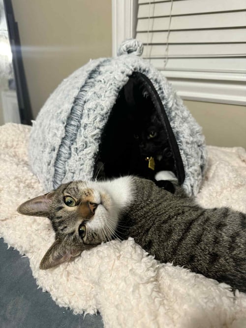 OR2 GROUP JOHNNY [LITTER 2] - Domestic Short Hair / Tabby available for adoption