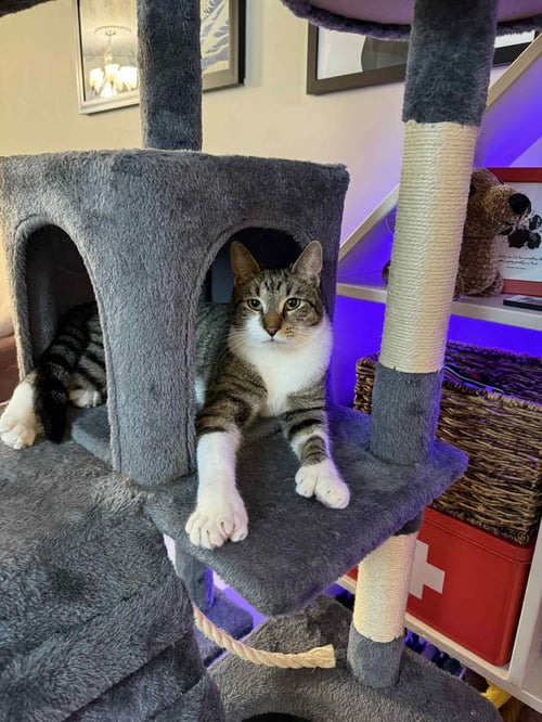 OR2 GROUP JOHNNY [LITTER 2] - Domestic Short Hair / Tabby available for adoption
