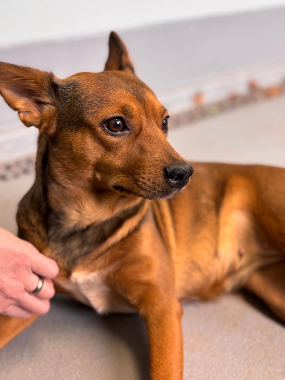 LIVY - ADOPTED - Australian Cattle Dog/Blue Heeler / Yorkshire Terrier Yorkie available for adoption
