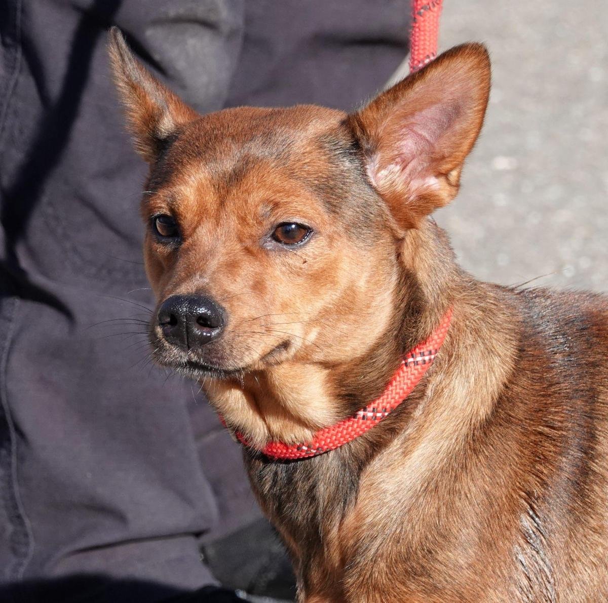 LIVY - ADOPTED - Australian Cattle Dog/Blue Heeler / Yorkshire Terrier Yorkie available for adoption