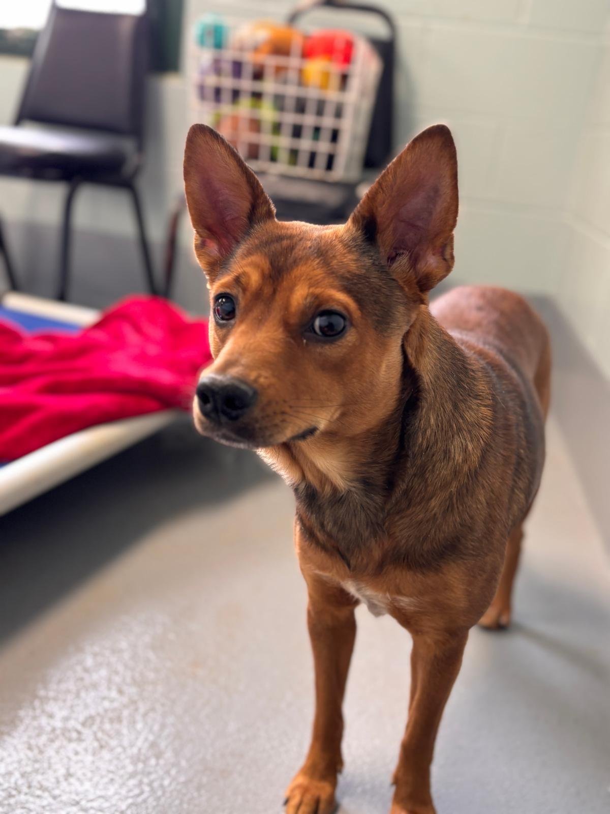 Livy - ADOPTED - Photo 3