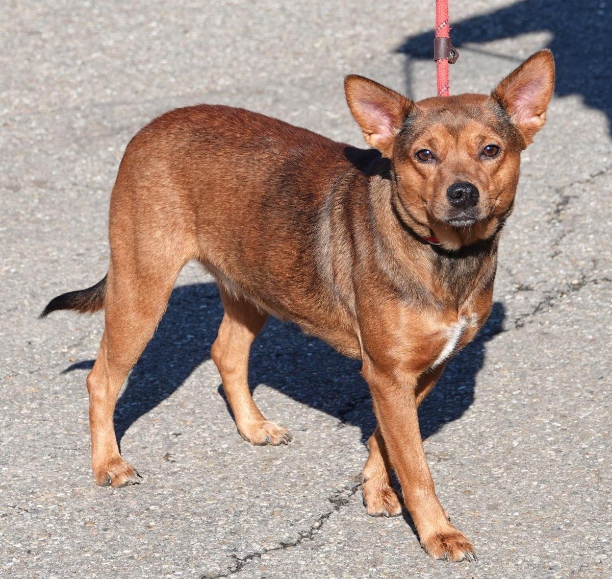 Livy - ADOPTED - Photo 4