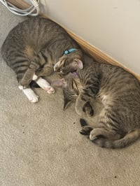 C328 Litter Jacob [bonded with Meowjic] - Photo 1