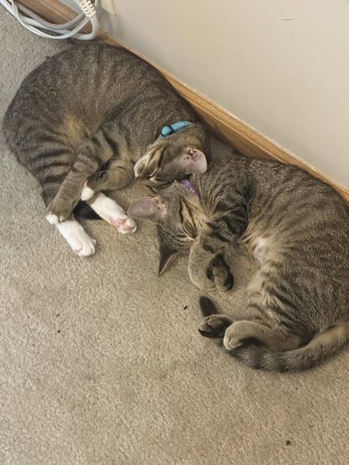 C328 LITTER JACOB [BONDED WITH MEOWJIC] - Domestic Short Hair / Tabby for adoption in Ann Arbor