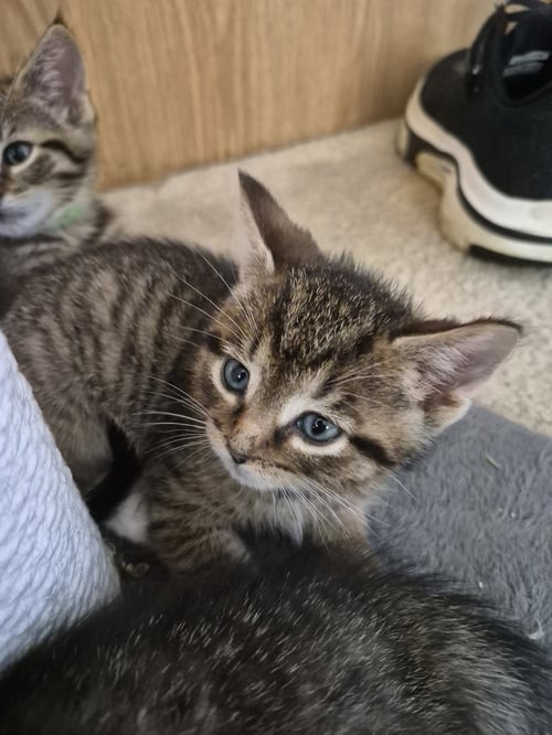 C328 LITTER JACOB - Domestic Short Hair / Tabby for adoption in Ann Arbor