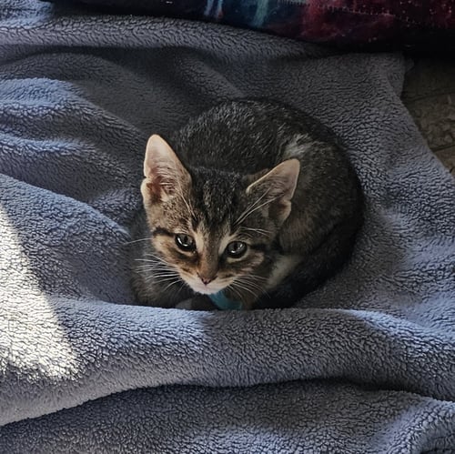 C328 LITTER JACOB - Domestic Short Hair / Tabby available for adoption