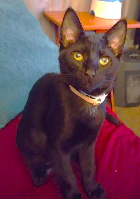 NIBBLES - Domestic Short Hair available for adoption