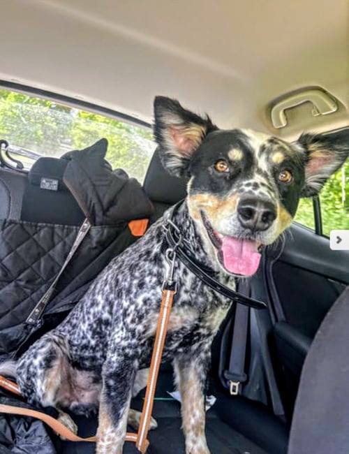 BEAU - Australian Cattle Dog/Blue Heeler available for adoption