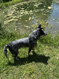 Beau - Photo 4