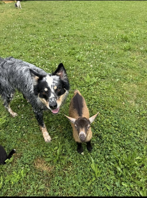 BEAU - Australian Cattle Dog/Blue Heeler available for adoption