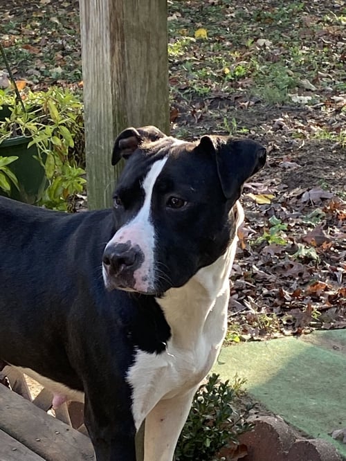 FAYE - American Pit Bull Terrier available for adoption