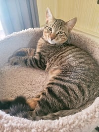 C211 litter Joey - Photo 2