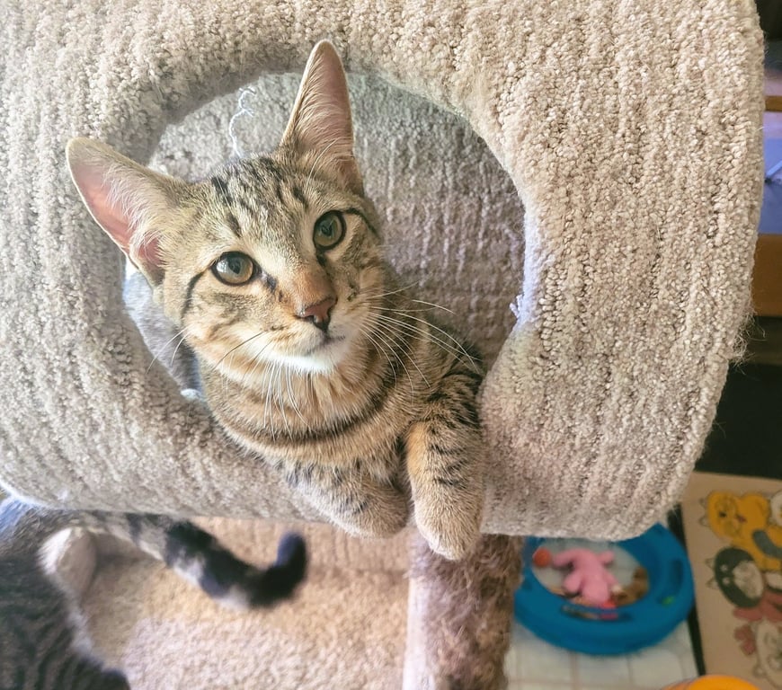 C211 litter Joey Image