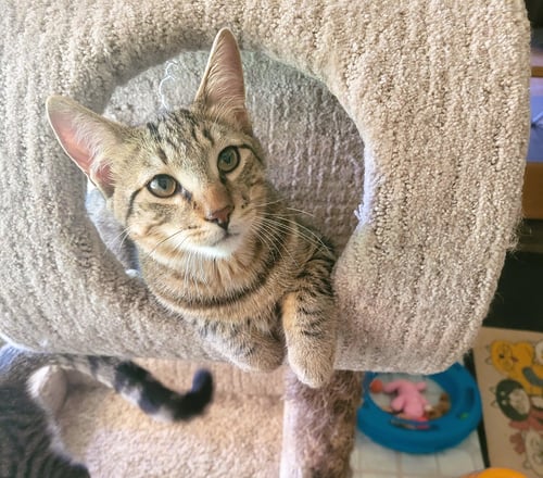 C211 LITTER JOEY - Domestic Short Hair / Tabby available for adoption