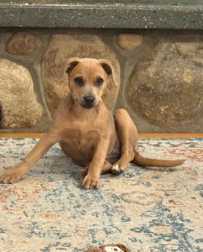 D130 Litter Jenny Image