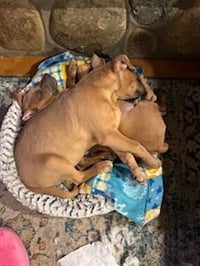 D130 Litter Jenny - Photo 3