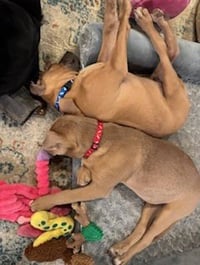 D130 Litter Jenny - Photo 4