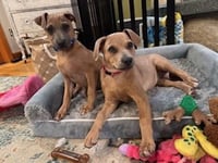 D130 Litter Jenny - Photo 5