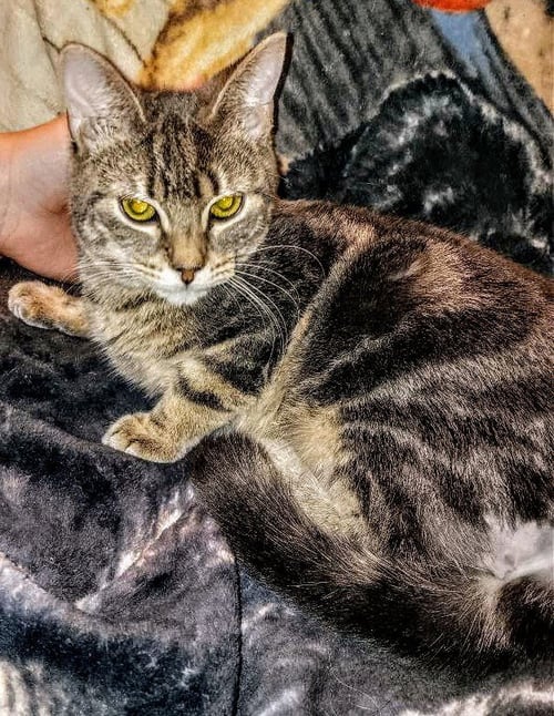 C250 LITTER BO - Domestic Short Hair available for adoption