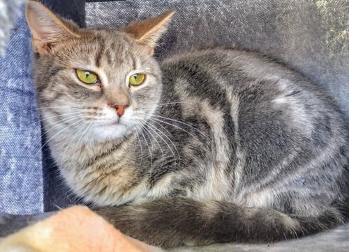 C250 LITTER BO - Domestic Short Hair available for adoption