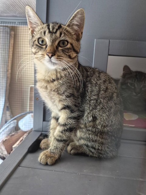 C332 LITTER CARLEE - Domestic Short Hair / Tabby available for adoption