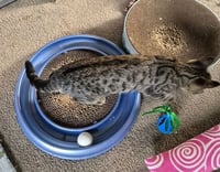 C332 Litter Carlee - Photo 4