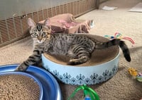 C332 Litter Carlee - Photo 3