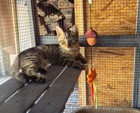 C332 Litter Carlee - Photo 2