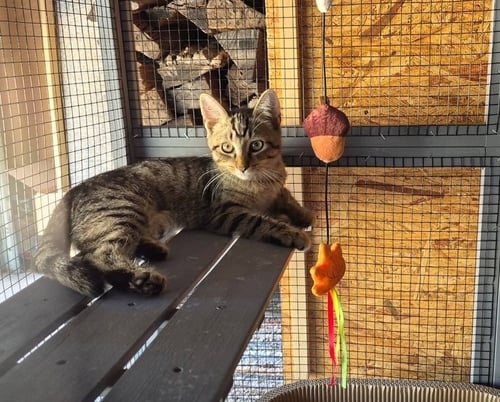 C332 LITTER CARLEE - Domestic Short Hair / Tabby available for adoption