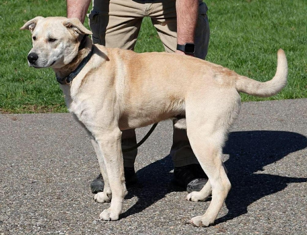 Harley - ADOPTION PENDING Image