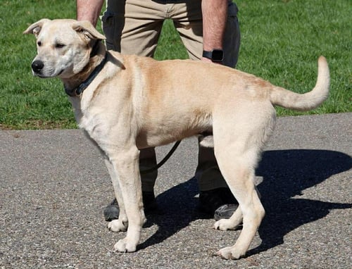 HARLEY - ADOPTION PENDING - Labrador Retriever for adoption in Livonia