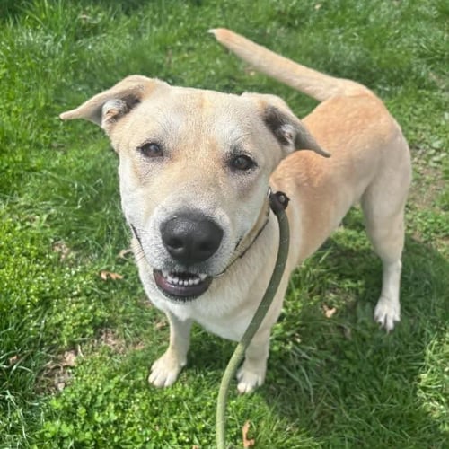HARLEY - ADOPTION PENDING - Labrador Retriever available for adoption