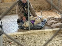 Harley - ADOPTION PENDING - Photo 3