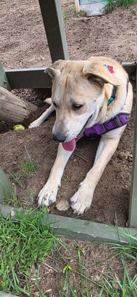 Harley - ADOPTION PENDING - Photo 4