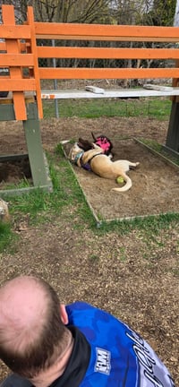 Harley - ADOPTION PENDING - Photo 5