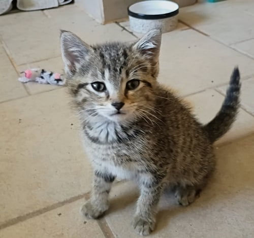 KIRBY( BONDED WITH NIKO) - Domestic Short Hair / Tabby available for adoption